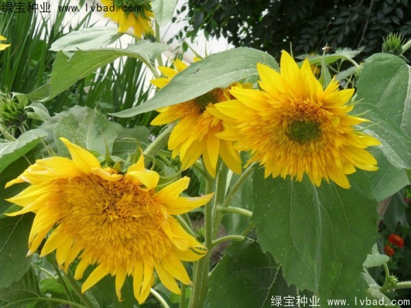 觀賞<a href='http://m.zishuwang.com.cn/caohuazhongzi/97271.html' target='_blank'>向日葵種子</a>