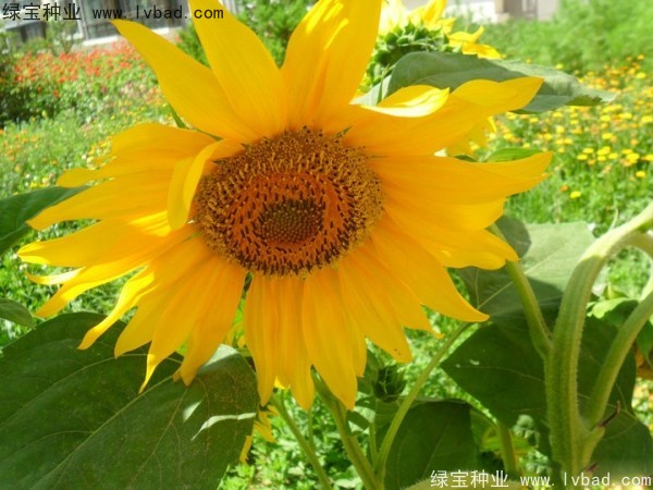 觀賞<a href='http://m.zishuwang.com.cn/caohuazhongzi/97271.html' target='_blank'>向日葵</a>種子
