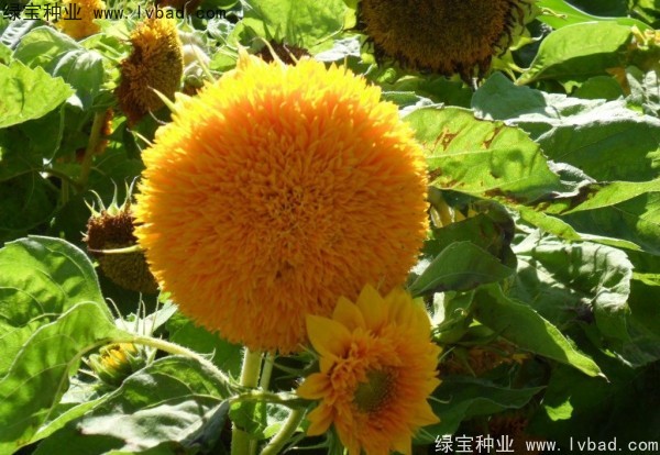 <a href='http://m.zishuwang.com.cn/caohuazhongzi/1057.html' target='_blank'>觀賞向日葵</a><a href='http://m.zishuwang.com.cn/' target='_blank'>種子</a>