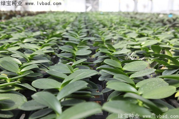 <a href='http://m.zishuwang.com.cn/caohuazhongzi/1066.html' target='_blank'>蝴蝶蘭種子</a>