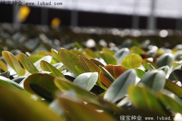 蝴蝶蘭<a href='http://m.zishuwang.com.cn/' target='_blank'>種子</a>