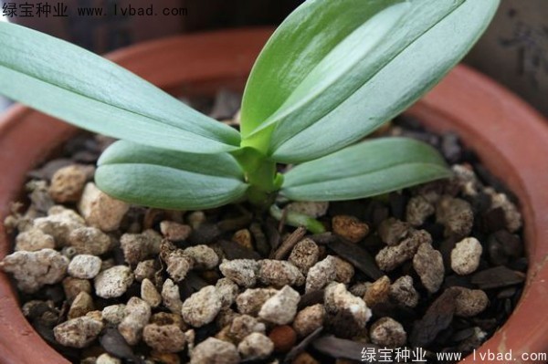 <a href='http://m.zishuwang.com.cn/caohuazhongzi/1066.html' target='_blank'>蝴蝶蘭</a><a href='http://m.zishuwang.com.cn/' target='_blank'>種子</a>