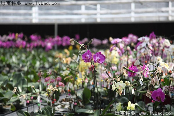 <a href='http://m.zishuwang.com.cn/caohuazhongzi/1066.html' target='_blank'>蝴蝶蘭</a><a href='http://m.zishuwang.com.cn/' target='_blank'>種子</a>