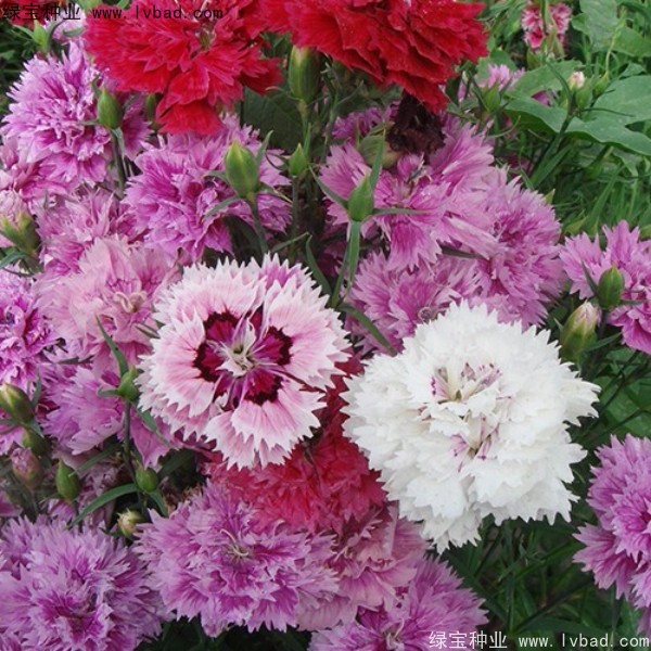 康乃馨<a href='http://m.zishuwang.com.cn/' target='_blank'>種子</a>