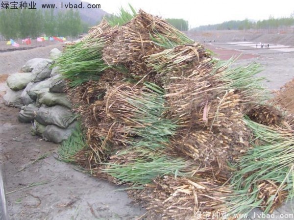 <a href='http://m.zishuwang.com.cn/shuicaozhongzi/1587.html' target='_blank'>蘆葦種子</a>