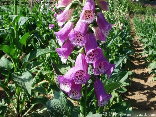 <a href='http://m.zishuwang.com.cn/caohuazhongzi/1596.html' target='_blank'>毛地黃種子</a>