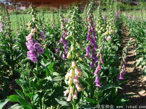 <a href='http://m.zishuwang.com.cn/caohuazhongzi/1596.html' target='_blank'>毛地黃種子</a>
