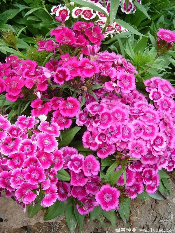 美國石竹<a href='http://m.zishuwang.com.cn/' target='_blank'>種子</a>