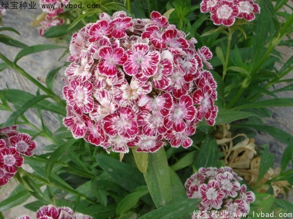 美國<a href='http://m.zishuwang.com.cn/caohuazhongzi/97045.html' target='_blank'>石竹種子</a>