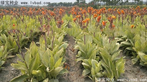 <a href='http://m.zishuwang.com.cn/caohuazhongzi/1601.html' target='_blank'>美人蕉種子</a>
