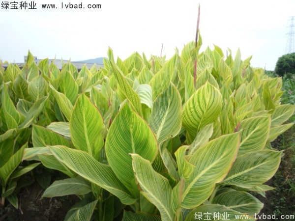 美人蕉<a href='http://m.zishuwang.com.cn/' target='_blank'>種子</a>