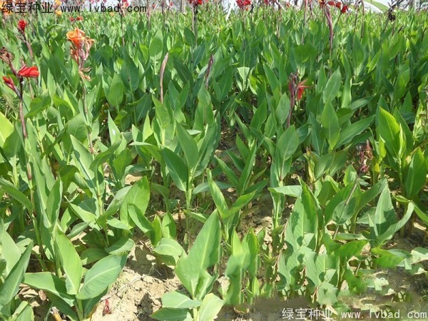 <a href='http://m.zishuwang.com.cn/caohuazhongzi/1601.html' target='_blank'>美人蕉種子</a>