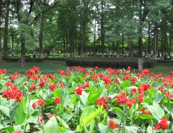 <a href='http://m.zishuwang.com.cn/caohuazhongzi/1601.html' target='_blank'>美人蕉種子</a>