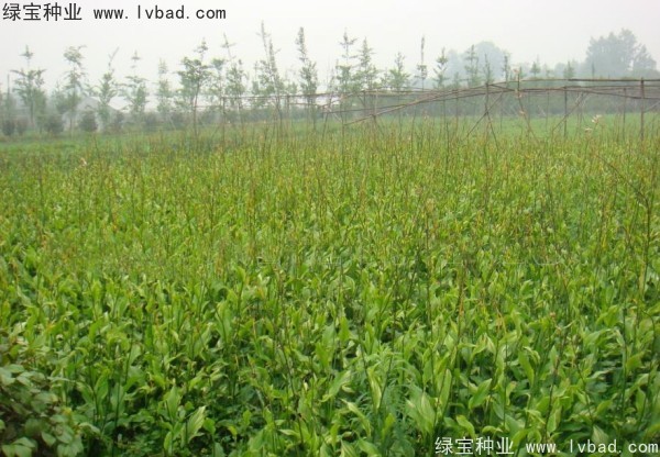 <a href='http://m.zishuwang.com.cn/caohuazhongzi/1601.html' target='_blank'>美人蕉</a><a href='http://m.zishuwang.com.cn/' target='_blank'>種子</a>