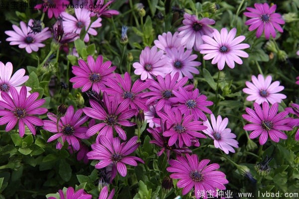 <a href='http://m.zishuwang.com.cn/caohuazhongzi/1604.html' target='_blank'>南非萬壽菊種子</a>