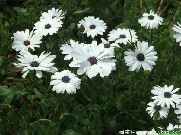 南非<a href='http://m.zishuwang.com.cn/caohuazhongzi/1631.html' target='_blank'>萬壽菊</a>種子