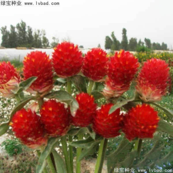 <a href='http://m.zishuwang.com.cn/caohuazhongzi/1611.html' target='_blank'>千日紅</a><a href='http://m.zishuwang.com.cn/' target='_blank'>種子</a>