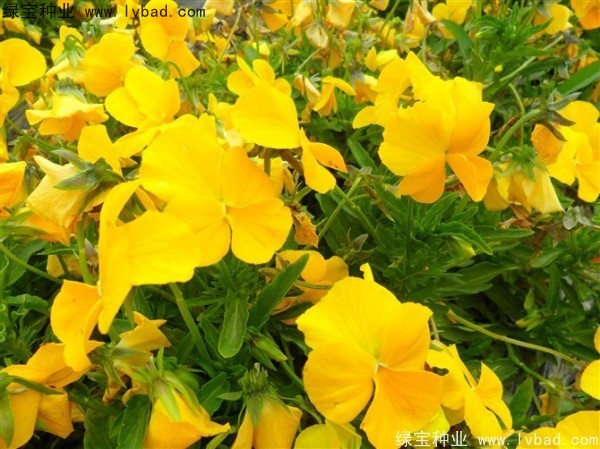 三色堇<a href='http://m.zishuwang.com.cn/' target='_blank'>種子</a>
