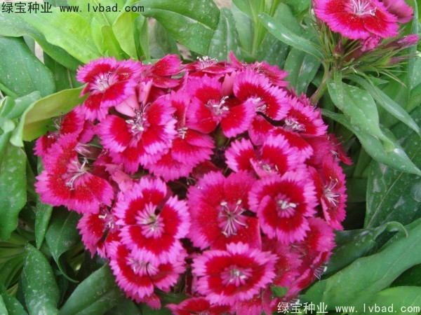 <a href='http://m.zishuwang.com.cn/caohuazhongzi/1632.html' target='_blank'>五彩石竹種子</a>