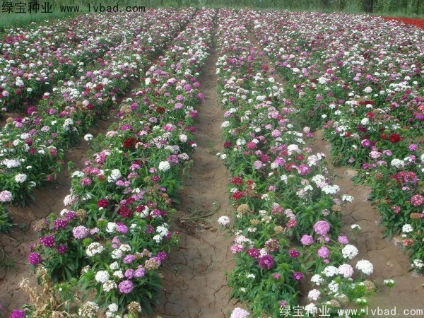 五彩<a href='http://m.zishuwang.com.cn/caohuazhongzi/97045.html' target='_blank'>石竹</a><a href='http://m.zishuwang.com.cn/' target='_blank'>種子</a>