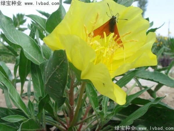 <a href='http://m.zishuwang.com.cn/caohuazhongzi/1649.html' target='_blank'>夜來香種子</a>