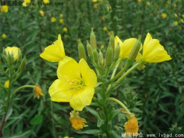 <a href='http://m.zishuwang.com.cn/caohuazhongzi/1649.html' target='_blank'>夜來香種子</a>