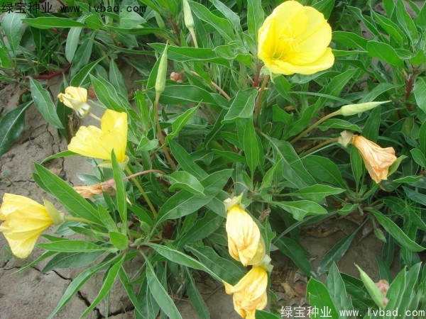 <a href='http://m.zishuwang.com.cn/caohuazhongzi/1649.html' target='_blank'>夜來香</a><a href='http://m.zishuwang.com.cn/' target='_blank'>種子</a>
