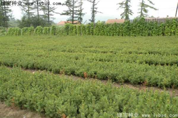 <a href='http://m.zishuwang.com.cn/linmuzhongzi/2196.html' target='_blank'>紅松種子</a>