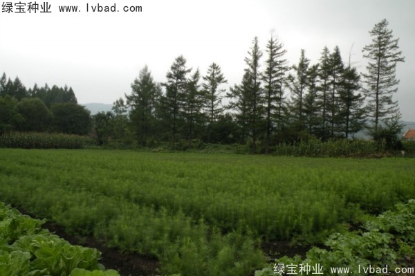 <a href='http://m.zishuwang.com.cn/linmuzhongzi/2196.html' target='_blank'>紅松</a><a href='http://m.zishuwang.com.cn/' target='_blank'>種子</a>
