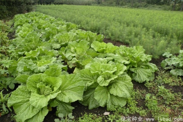 <a href='http://m.zishuwang.com.cn/linmuzhongzi/2196.html' target='_blank'>紅松</a>種子