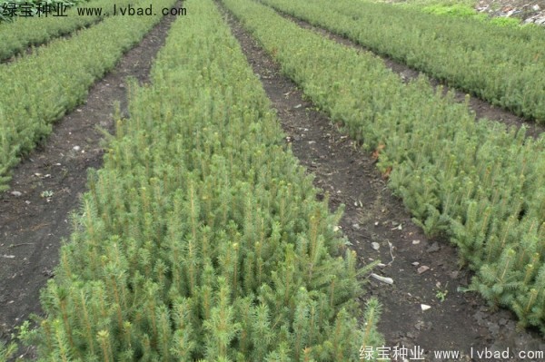 <a href='http://m.zishuwang.com.cn/linmuzhongzi/2196.html' target='_blank'>紅松種子</a>