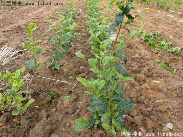 <a href='http://m.zishuwang.com.cn/linmuzhongzi/2198.html' target='_blank'>茶樹種子</a>