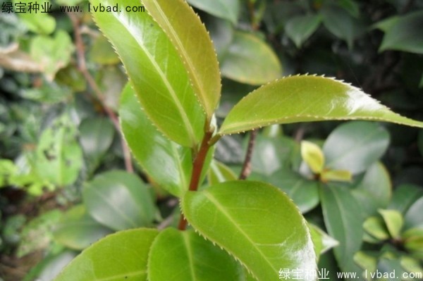 <a href='http://m.zishuwang.com.cn/linmuzhongzi/2198.html' target='_blank'>茶樹種子</a>