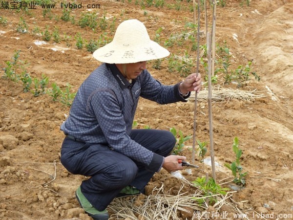<a href='http://m.zishuwang.com.cn/linmuzhongzi/2198.html' target='_blank'>茶樹種子</a>