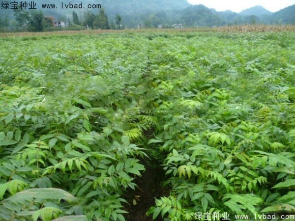 <a href='http://m.zishuwang.com.cn/linmuzhongzi/2199.html' target='_blank'>黃柏種子</a>