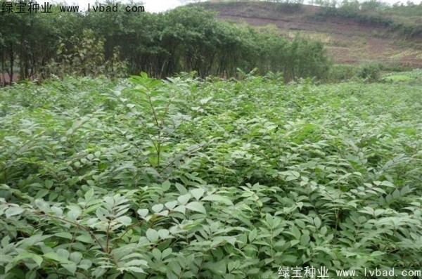 <a href='http://m.zishuwang.com.cn/linmuzhongzi/2199.html' target='_blank'>黃柏</a><a href='http://m.zishuwang.com.cn/' target='_blank'>種子</a>