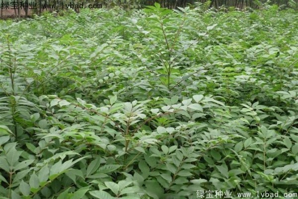 <a href='http://m.zishuwang.com.cn/linmuzhongzi/2199.html' target='_blank'>黃柏</a><a href='http://m.zishuwang.com.cn/' target='_blank'>種子</a>