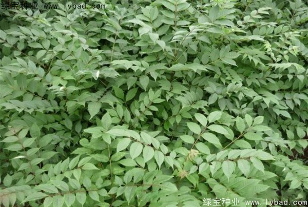 <a href='http://m.zishuwang.com.cn/linmuzhongzi/2199.html' target='_blank'>黃柏種子</a>