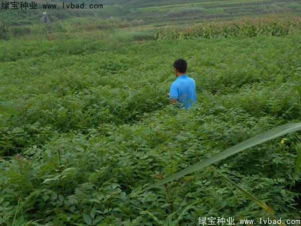 <a href='http://m.zishuwang.com.cn/linmuzhongzi/2199.html' target='_blank'>黃柏</a><a href='http://m.zishuwang.com.cn/' target='_blank'>種子</a>