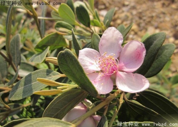 <a href='http://m.zishuwang.com.cn/linmuzhongzi/2210.html' target='_blank'>桃金娘種子</a>