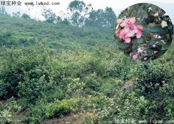 <a href='http://m.zishuwang.com.cn/linmuzhongzi/2210.html' target='_blank'>桃金娘種子</a>