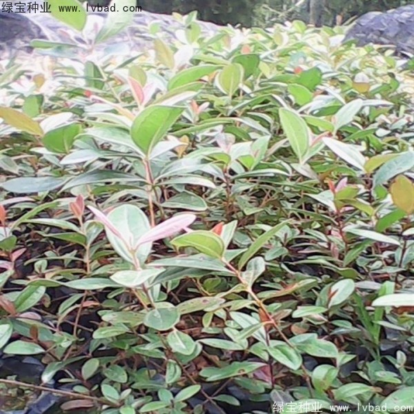 <a href='http://m.zishuwang.com.cn/linmuzhongzi/2210.html' target='_blank'>桃金娘種子</a>