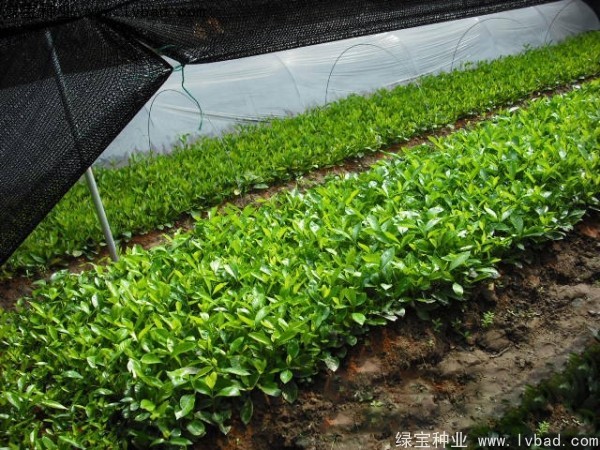 <a href='http://m.zishuwang.com.cn/linmuzhongzi/2212.html' target='_blank'>梔子花種子</a>