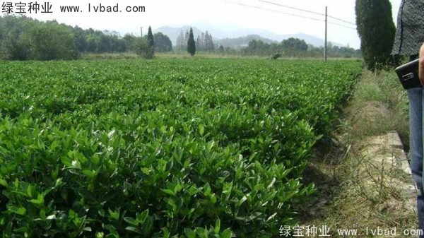 <a href='http://m.zishuwang.com.cn/linmuzhongzi/2212.html' target='_blank'>梔子花</a><a href='http://m.zishuwang.com.cn/' target='_blank'>種子</a>