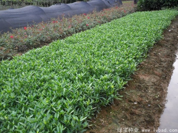 <a href='http://m.zishuwang.com.cn/linmuzhongzi/2212.html' target='_blank'>梔子花</a><a href='http://m.zishuwang.com.cn/' target='_blank'>種子</a>