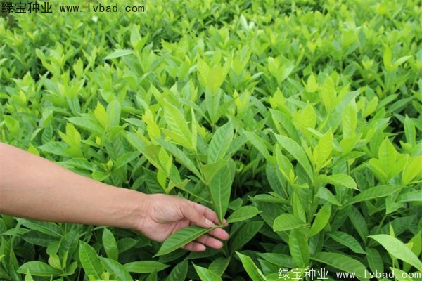 <a href='http://m.zishuwang.com.cn/linmuzhongzi/2212.html' target='_blank'>梔子花種子</a>