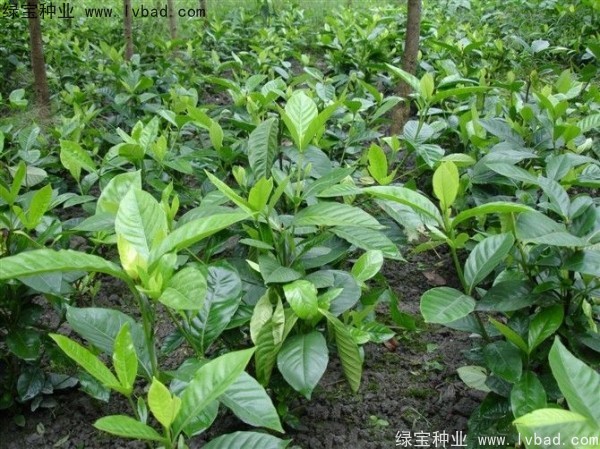 梔子花<a href='http://m.zishuwang.com.cn/' target='_blank'>種子</a>