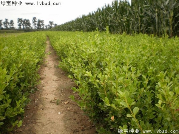 <a href='http://m.zishuwang.com.cn/linmuzhongzi/2215.html' target='_blank'>瓜子黃楊種子</a>