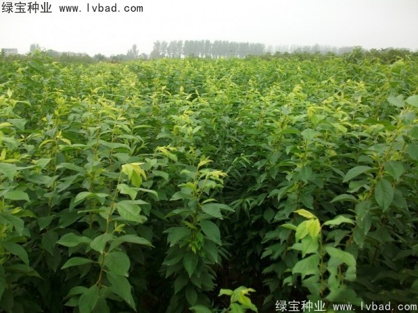 <a href='http://m.zishuwang.com.cn/linmuzhongzi/2231.html' target='_blank'>李子種子</a>