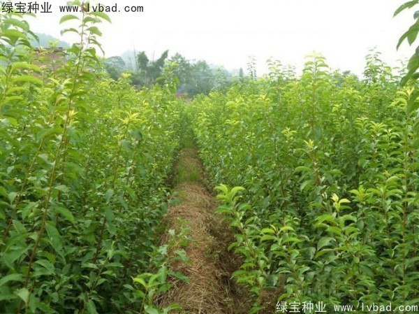 李子<a href='http://m.zishuwang.com.cn/' target='_blank'>種子</a>